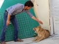 The $20,000 pet lion that lives on a Kabul rooftop