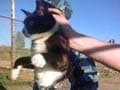 Cat detained for delivering cellphones to prisoners at Russian jail