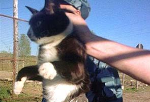 Cat detained for delivering cellphones to prisoners at Russian jail