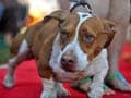 Beagle-Boxer named 'Walle' crowned World's ugliest dog