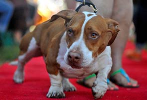Beagle-Boxer named 'Walle' crowned World's ugliest dog