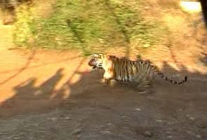 Maharashtra government to hand over tiger poaching cases to CBI