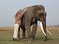 Joyraj, Kaziranga's prize elephant, not well