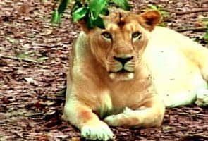 Environmentalists slam Gujarat's fight over Gir lions