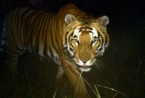 Nepal and India Count their Bengals in Tiger Census