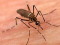 38 fresh dengue cases in Odisha