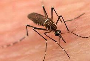 Indian doctors' software distinguishes malaria from dengue