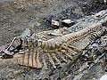 Paleontologists discover dinosaur tail in northern Mexico