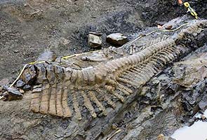 Paleontologists discover dinosaur tail in northern Mexico