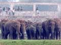 Wild elephants enter stadium in Rourkela, spread panic