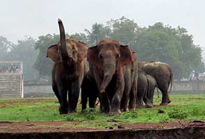 Wild elephants enter stadium in Rourkela, spread panic 