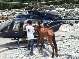 In Uttarakhand, a mule is rescued after 27 days in a daring operation In Uttarakhand, a mule is rescued after 27 days in a daring operation