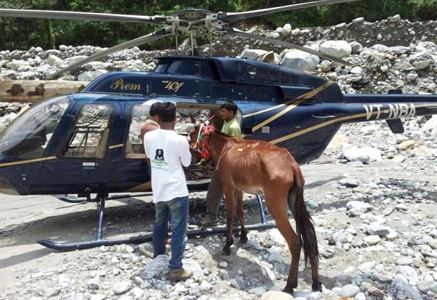 In Uttarakhand, a mule is rescued after 27 days in a daring operation