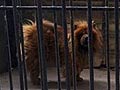 China zoo that disguised dog as lion closes: report