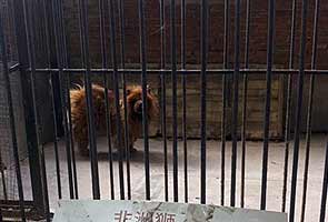 China zoo that disguised dog as lion closes: report