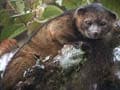 Rare new mammal discovered, it's called olinguito