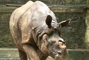 In hopes of finding a partner, Shiva the rhino leaves for Delhi zoo