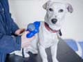 No pet hates as dog donates blood to save cat