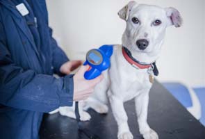 No pet hates as dog donates blood to save cat