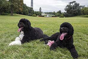 Barack Obama welcomes new puppy named Sunny to White House