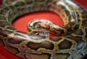 40 pythons found in Canadian hotel