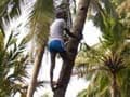 Going nuts over coconuts in Kerala