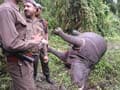 In Kaziranga, worry over increasing rhino poaching