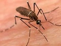 Dengue cases near 1,000 mark in Delhi: Report