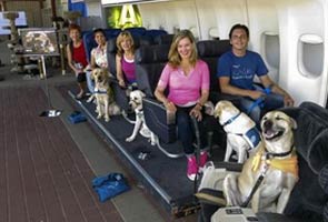 A Hollywood studio where dogs learn to fly