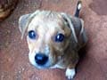 7 Booked For Torturing, Killing Puppy In Thane