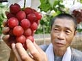 Japan's luxury fruit masters grow money on trees