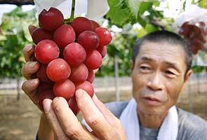 Japan's luxury fruit masters grow money on trees