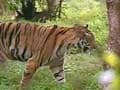 Pune techie tries to hack into tiger's digital collar in Madhya Pradesh