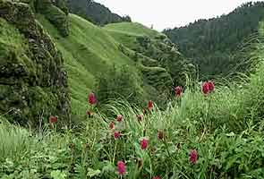 Uttarakhand: No visitors to Valley of Flowers this season