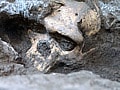 1.8 million-year-old skull gives glimpse of our evolution