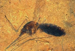 Rare mosquito fossil shows female's blood-filled belly