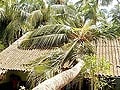 Cyclone Phailin: Normalcy to be restored in Srikakulam soon