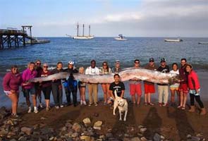 Found: 18-foot oarfish straight out of a fantasy novel