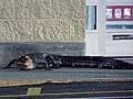 Six-foot gator makes appearance at Wal-Mart in Florida