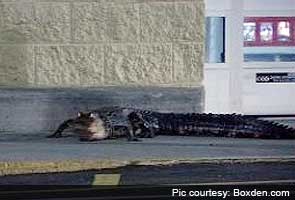 Six-foot gator makes appearance at Wal-Mart in Florida
