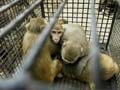 Delhi government spent Rs 6 crore to feed monkeys in sanctuary