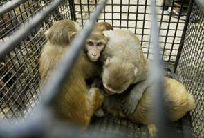 Delhi government spent Rs 6 crore to feed monkeys in sanctuary