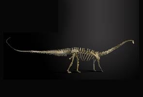 Misty the diplodocus skeleton to go on sale in Britain
