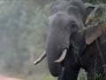 55-year old woman killed by elephant in Coimbatore