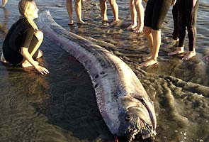 New 14-foot 'sea serpent' found in Southern California