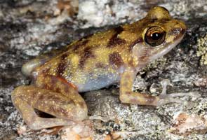 'Lost world' discovered in remote Australia