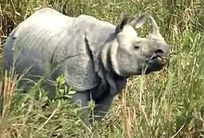 Guwahati: Rhino killed by poachers in Kaziranga National Park