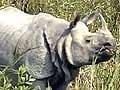 Guwahati: Rhino killed by poachers in Kaziranga National Park