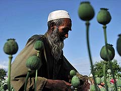 Afghan opium crop hits record high: United Nations
