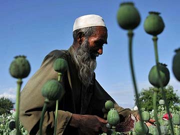 Afghan opium crop hits record high: United Nations